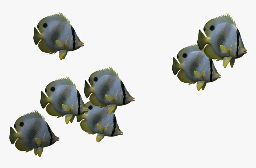 Transparent Small Fish Png, Png Download, Free Download