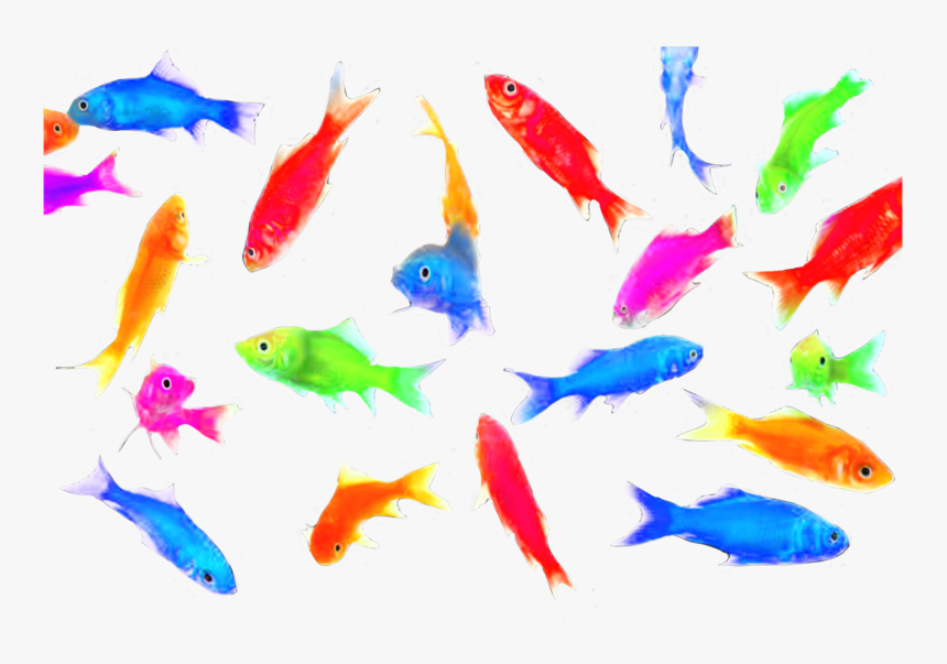 #colorful #colorfulfish #fish #fishes #goldfish #goldfishes, HD Png Download, Free Download