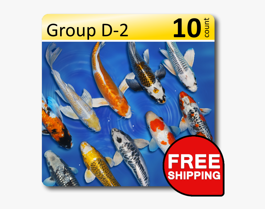 Fish Group Png, Transparent Png, Free Download