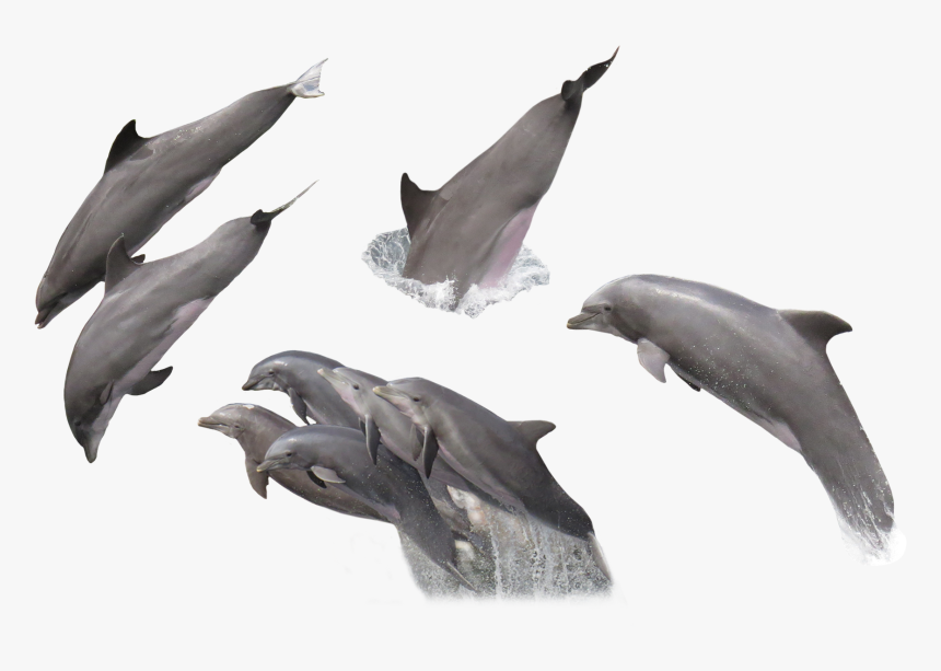 Group Of Dolphins, Animal, Dolphin, Fish, Nature, Hq, HD Png Download, Free Download