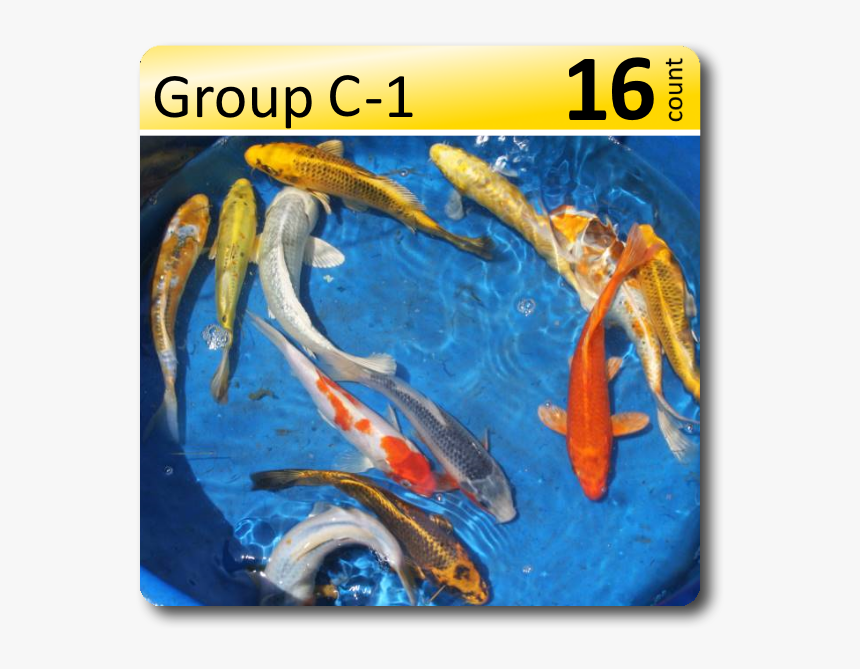 Fish Group Png, Transparent Png, Free Download