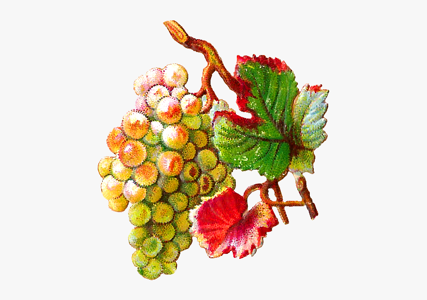 Grapes Png Images, Transparent Png, Free Download