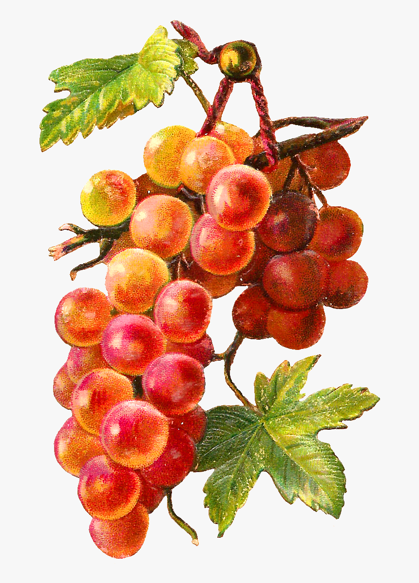 Grapes Png Images, Transparent Png, Free Download