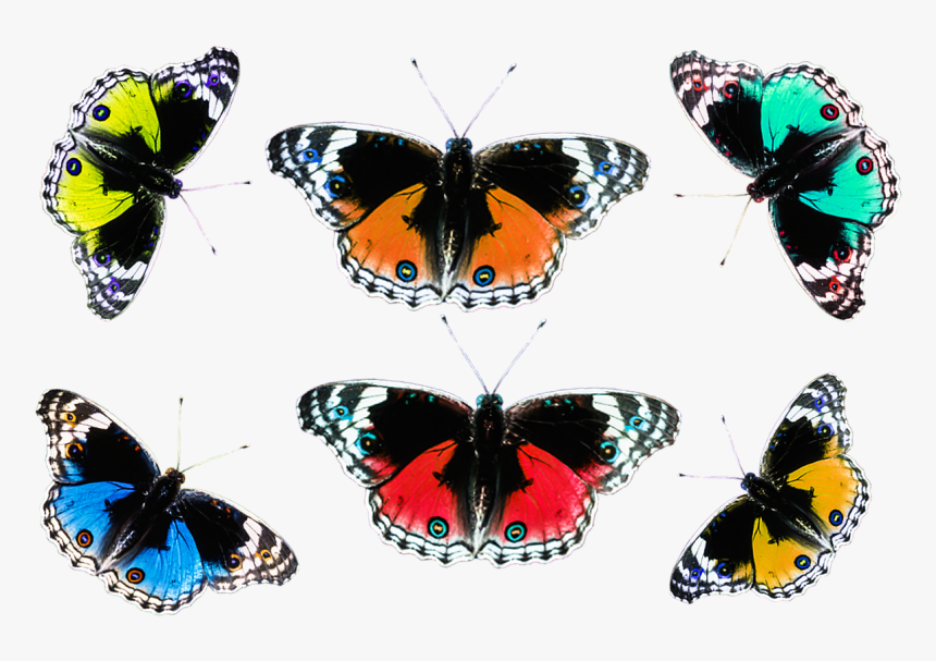 Png Images Butterflies, Transparent Png, Free Download