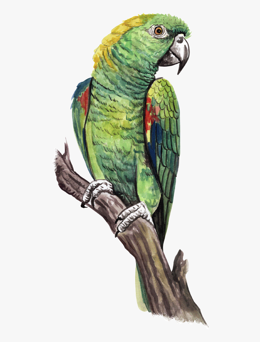 Green Parrot Png, Transparent Png, Free Download