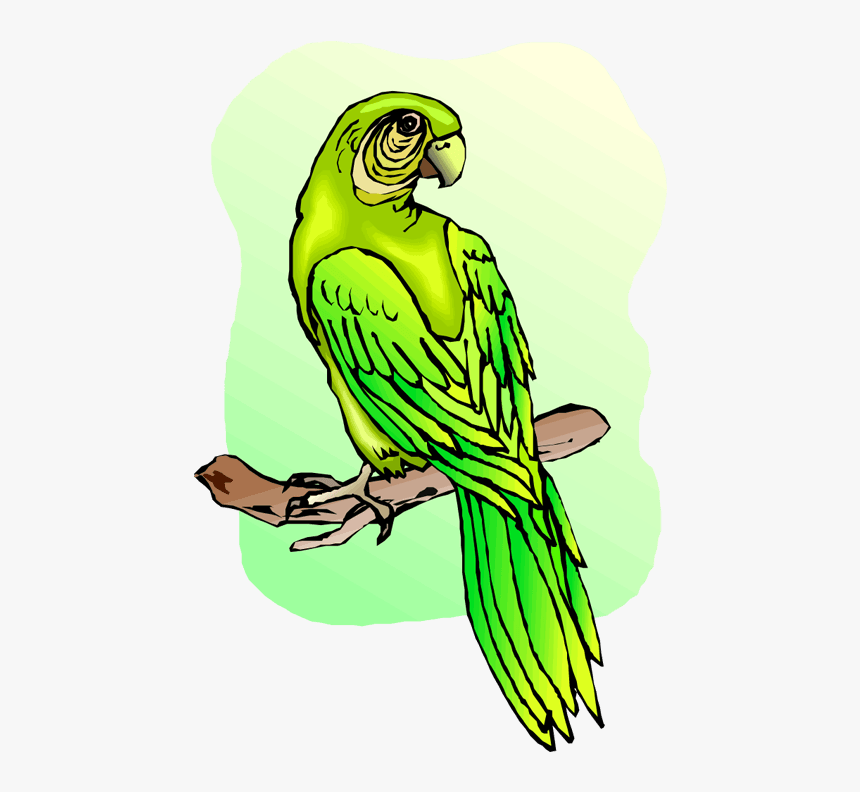 Free Parrot And Macaw Clipart, HD Png Download, Free Download