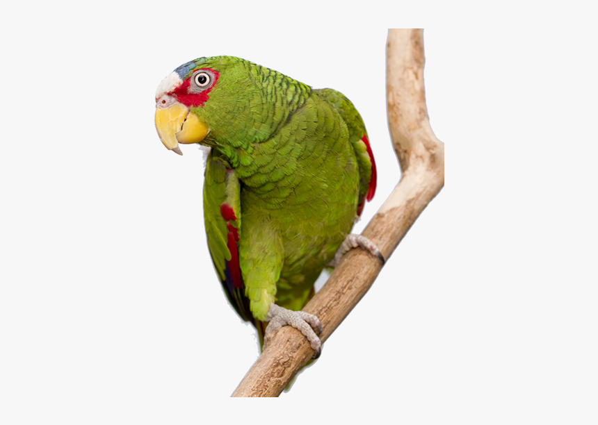 Photo Of A White-fronted Amazon Parrot Perched On A, HD Png Download, Free Download