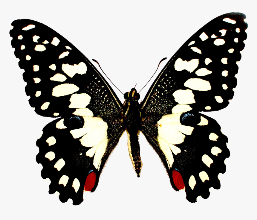 Colorful Butterfly Png Transparent Image, Png Download, Free Download