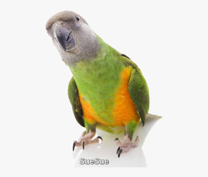 Green Parrot Png, Transparent Png, Free Download