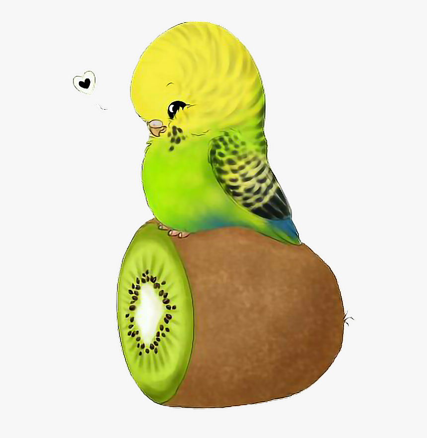 Parrot , Png Download, Transparent Png, Free Download