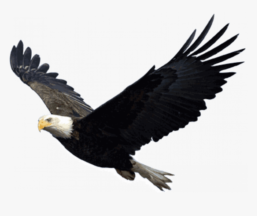 Eagle Png Hd, Transparent Png, Free Download