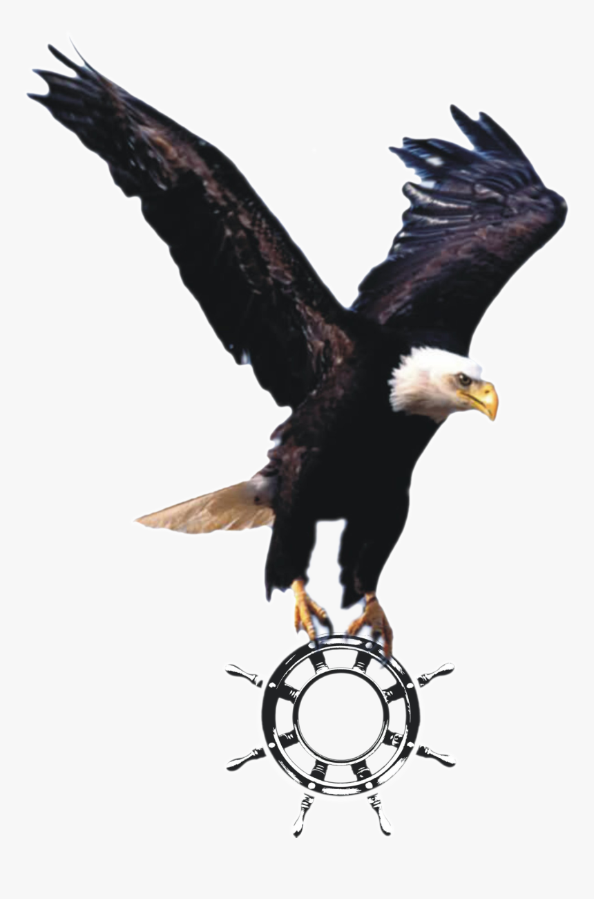 Flying Eagle Png, Hd Wallpaper, Transparent Png, Free Download