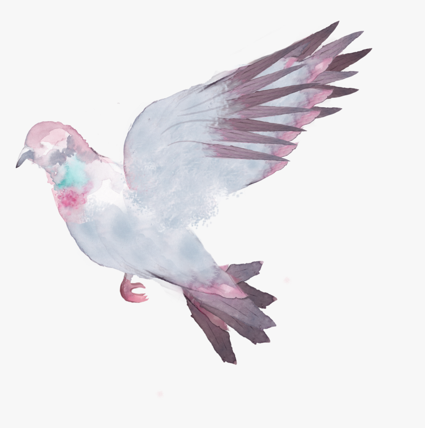 Pigeons Flying Png, Transparent Png, Free Download