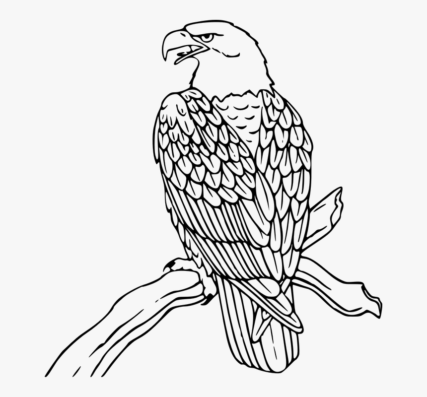 Tree, Branch, Eagle, Bird, American, Bald, Perched, HD Png Download, Free Download