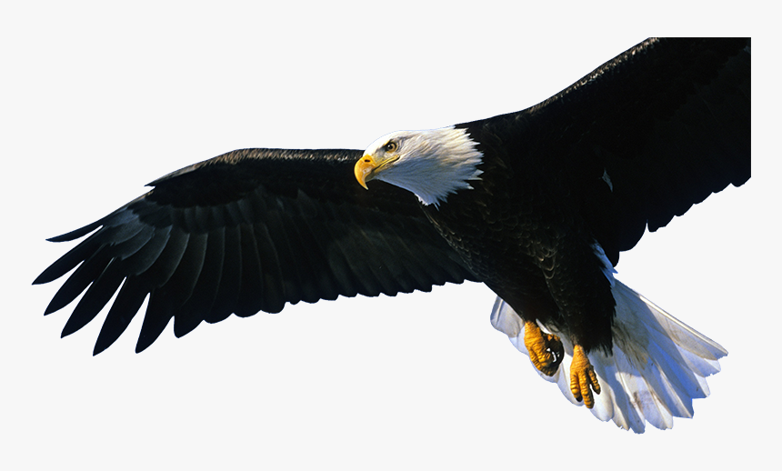 Eagle Sitting Png, Transparent Png, Free Download