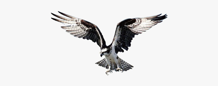 Eagle, Bird, Hawk, Wild, Animal, Prey, Beak, Wildlife, HD Png Download, Free Download