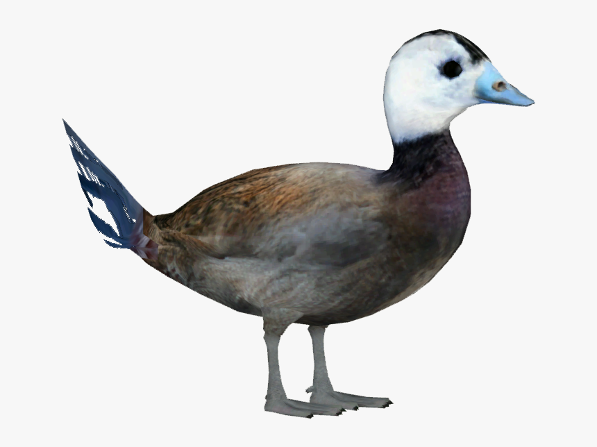 Transparent Duck Png, Png Download, Free Download