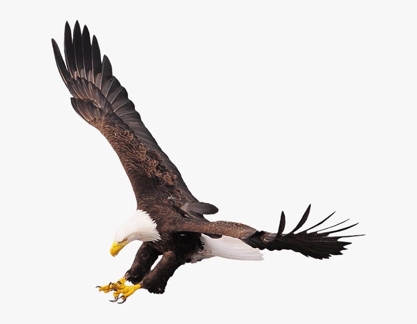 Eagle Sitting Png, Transparent Png, Free Download