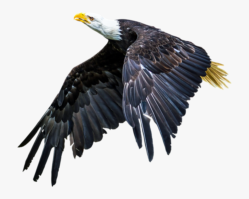 Eagle Sitting Png, Transparent Png, Free Download