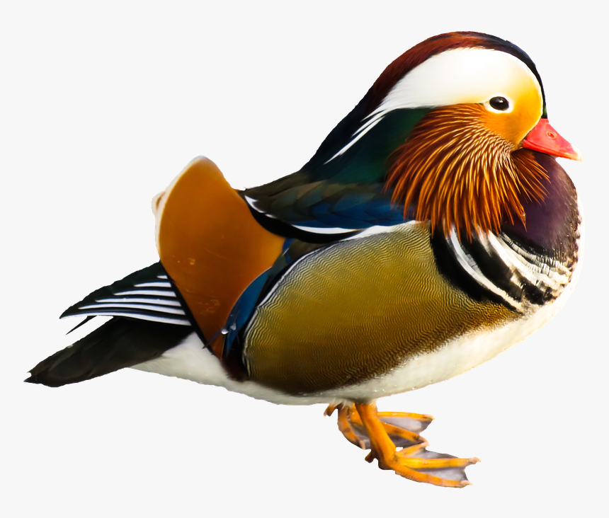 Animal, Duck, Water Bird, Mandarin Ducks, Colorful,, HD Png Download, Free Download