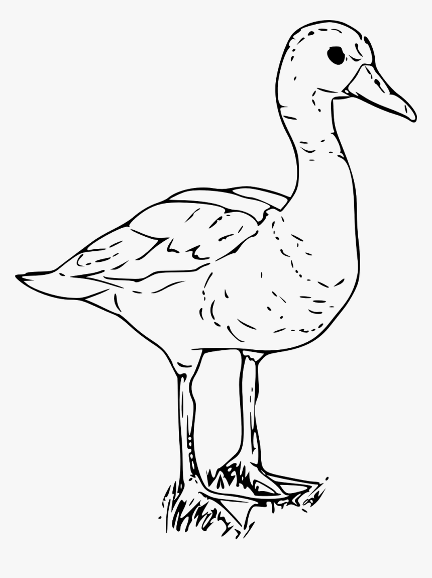 White Duck Png, Transparent Png, Free Download