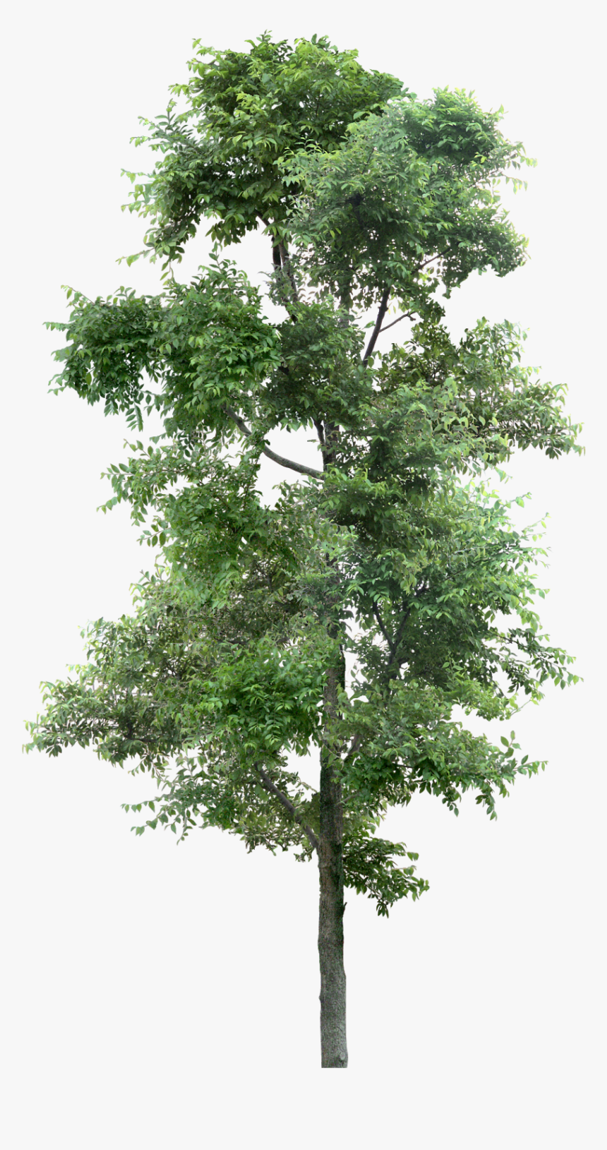 Tree For Photoshop Png, Transparent Png, Free Download