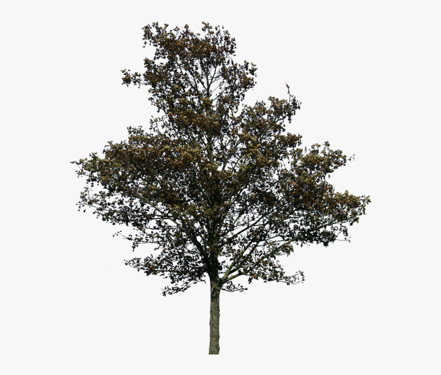 Transparent Png Trees For Photoshop, Png Download, Free Download