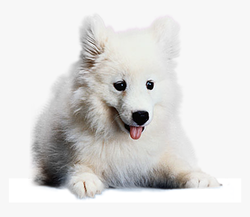 Transparent Tumblr Dog Png, Png Download, Free Download