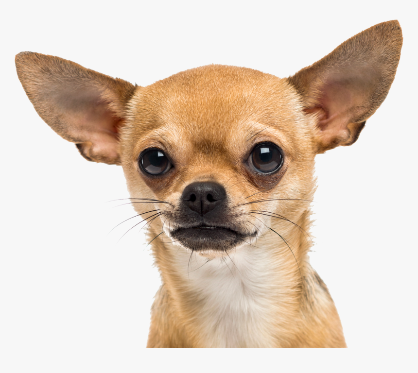 Small Dog Png, Transparent Png, Free Download