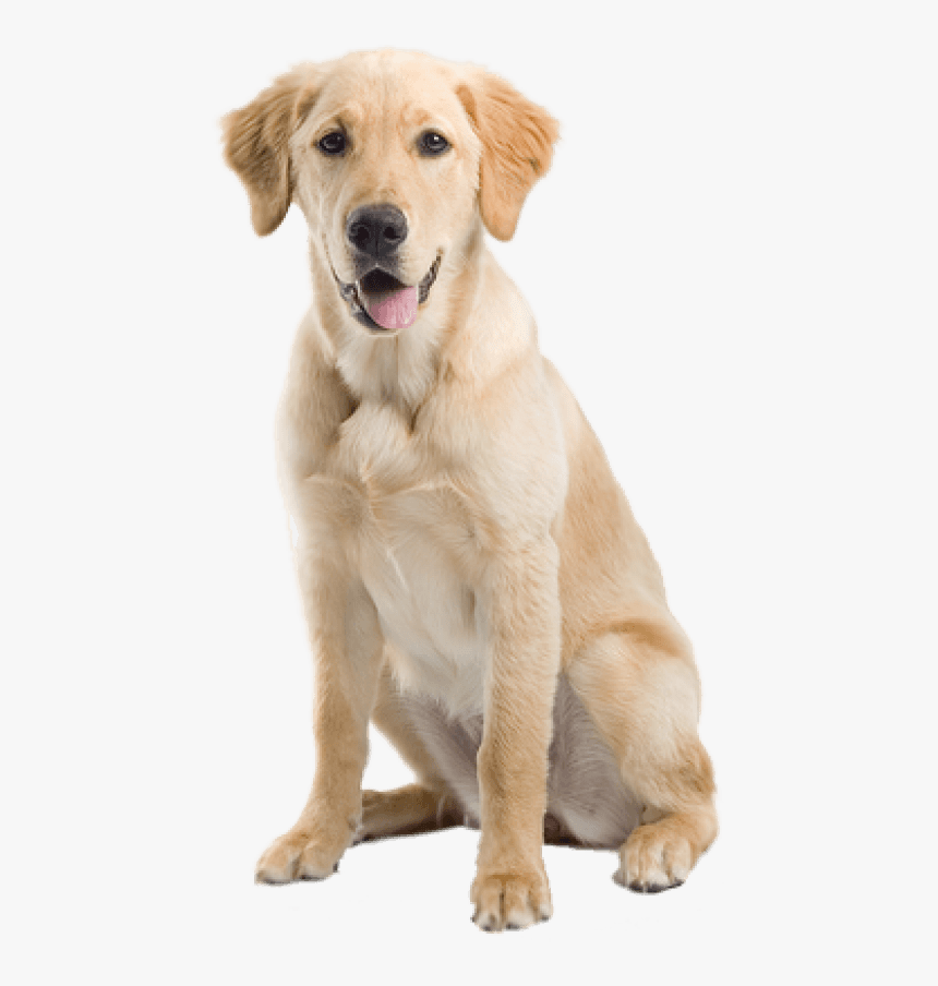 Free Png Dog Png Images Transparent, Png Download, Free Download