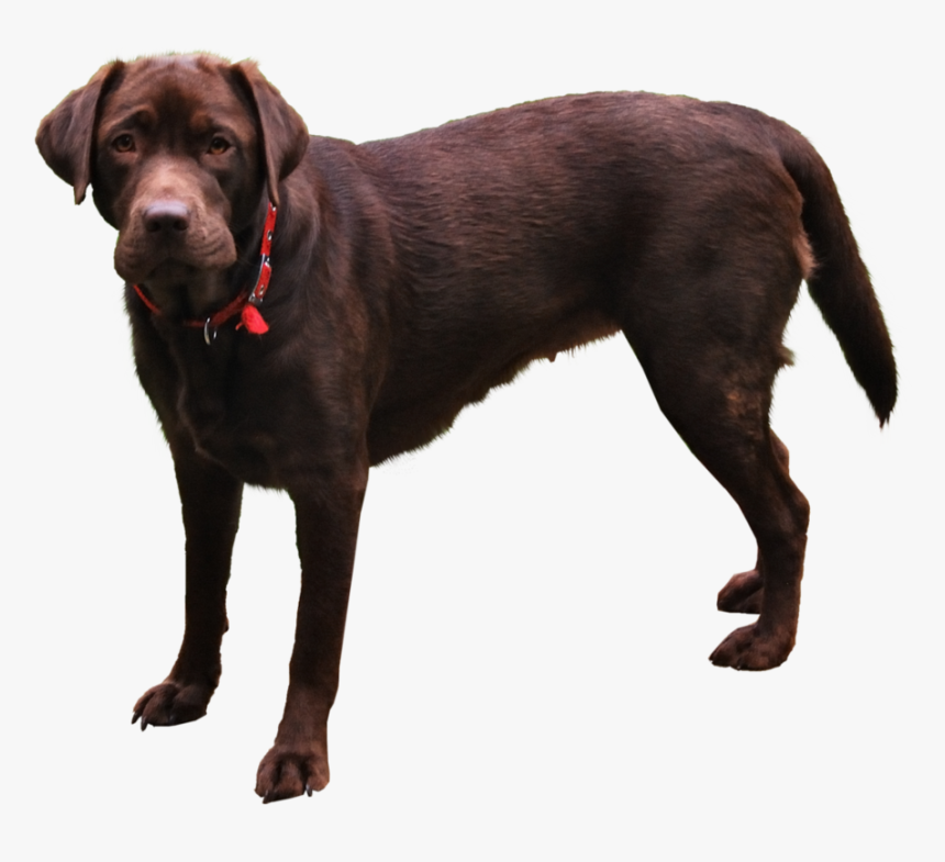 Dog Image Transparent Png, Png Download, Free Download