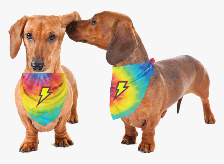 Thunderpets Pet Bandana For Your Dog Or Cat To Sport, HD Png Download, Free Download