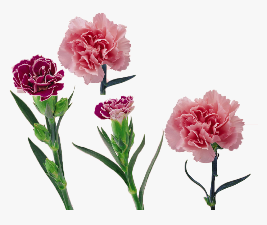 Royalty Free Library Carnation Vector Flower, HD Png Download, Free Download