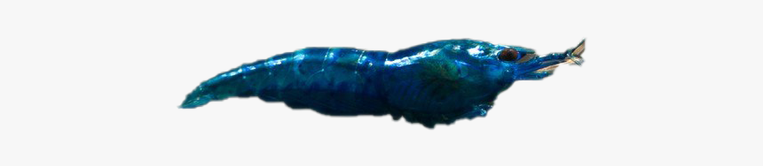 Blue Shrimp Png Image Background, Transparent Png, Free Download