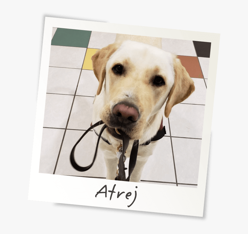 Service Dog Png, Transparent Png, Free Download