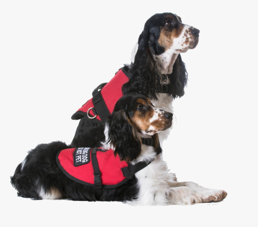 Service Dogs, HD Png Download, Free Download