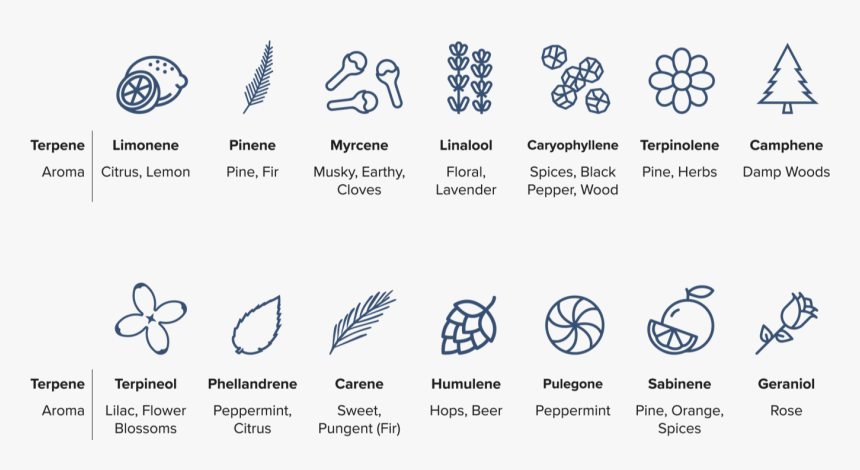 Types Of Odor-causing Terpenes In Cannabis, HD Png Download, Free Download