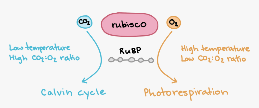 Carbon Dioxide Png, Transparent Png, Free Download