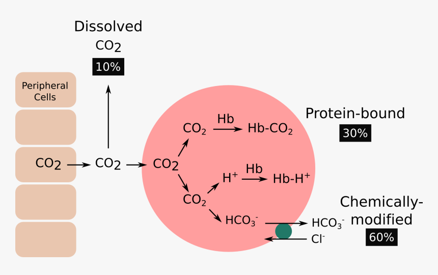 Carbon Dioxide Png, Transparent Png, Free Download