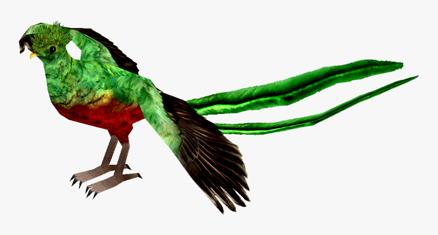 Resplendent Quetzal, HD Png Download, Free Download