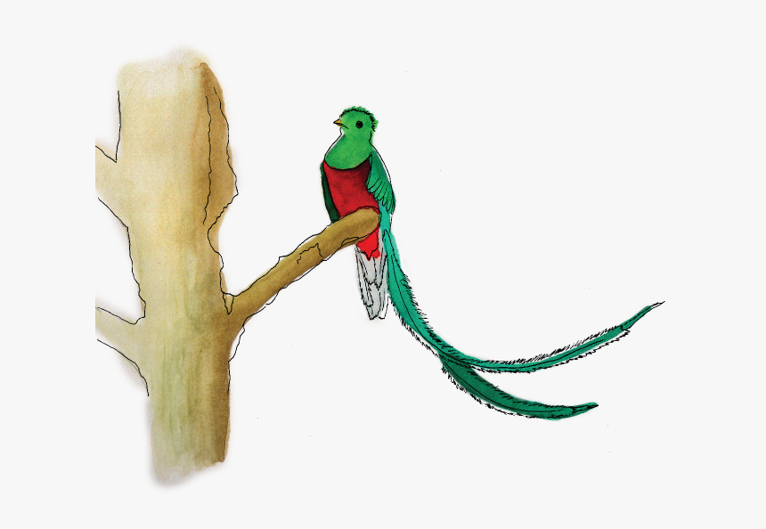 Quetzal Png, Transparent Png, Free Download