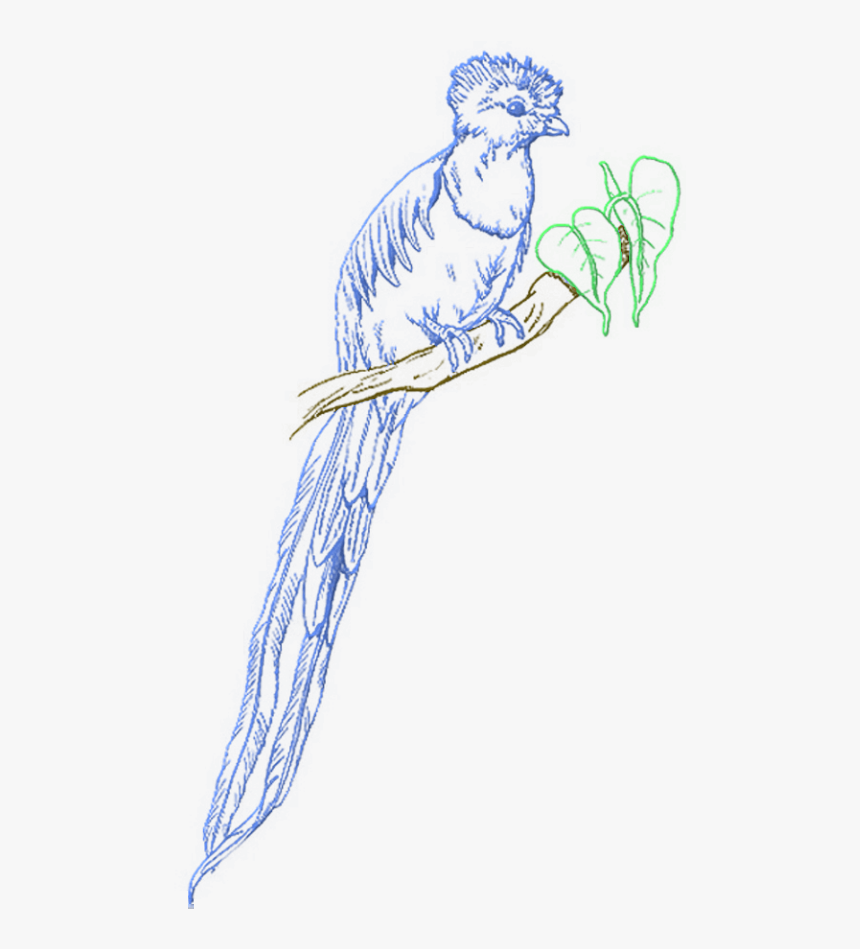 Quetzal Png, Transparent Png, Free Download