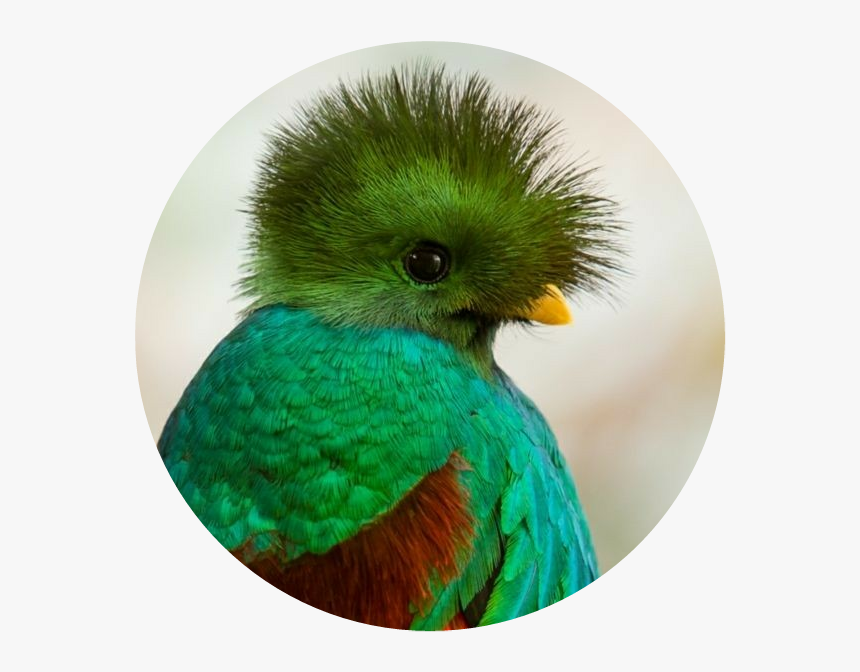 Quetzal Png, Transparent Png, Free Download