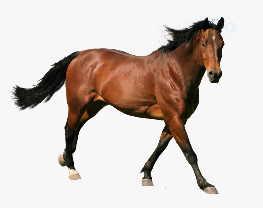 Vector Horse, HD Png Download, Free Download