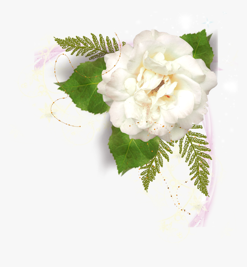 Imagenes De Palomas Blancas Con Rosas Lindo, HD Png Download, Free Download