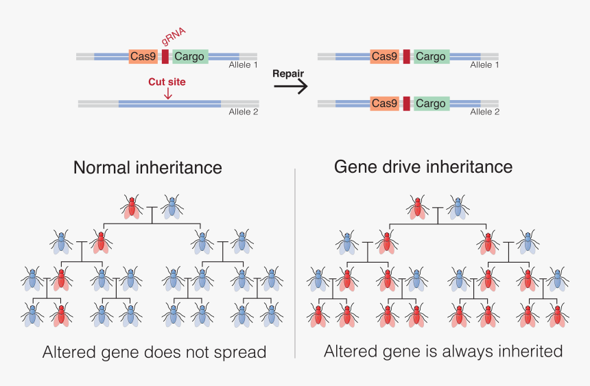 Gene Drive, HD Png Download, Free Download