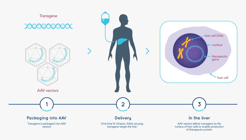 Genes Png, Transparent Png, Free Download