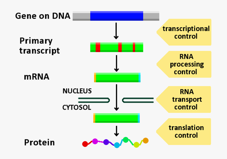 Gene Expression Control, HD Png Download, Free Download