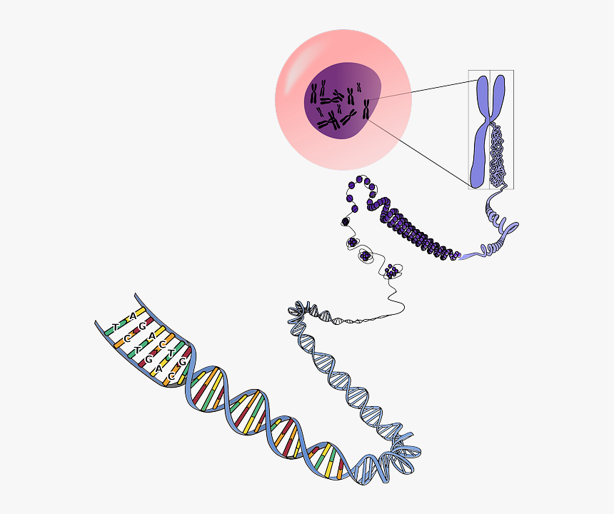 Genes Png, Transparent Png, Free Download