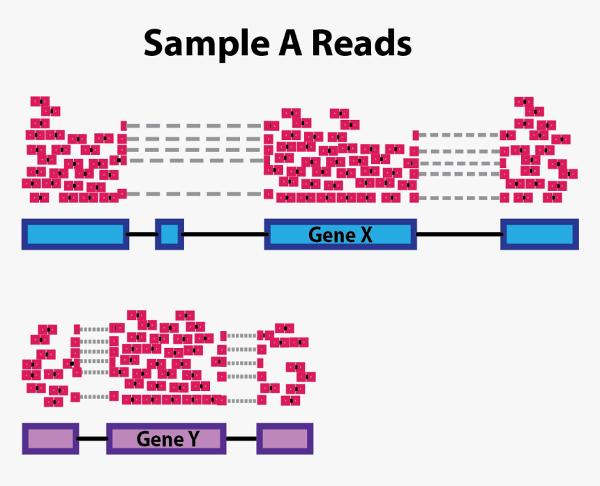 Genes Png, Transparent Png, Free Download